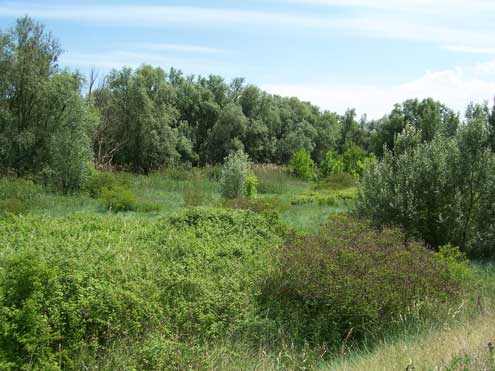 Laboratorio di Progettazione del Paesaggio _ Facoltà di Architettura di Ascoli - Il Paesaggio fluviale: il Parco del Foglia